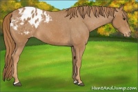 Horse Color:Chestnut Appaloosa 