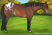 Horse Color:Bay Appaloosa 