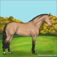 Horse Color:Bay Dun 