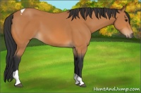 Horse Color:Bay Tobiano 