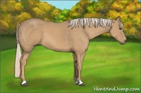 Horse Color:Palomino 