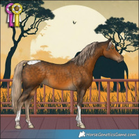 Horse Color:Chocolate Palomino Tobiano Rabicano 