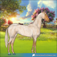 Horse Color:Palomino Roan 