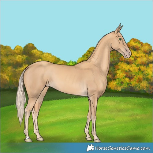 Horse Color:Gold Cream Champagne 