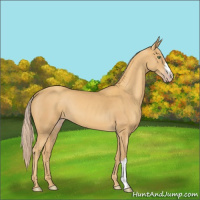 Horse Color:Gold Cream Champagne 