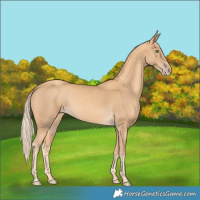 Horse Color:Gold Cream Champagne 