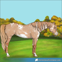 Horse Color:White Spotted Red Dun Frame Rabicano 