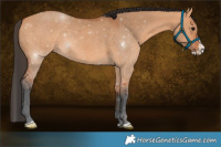 Horse Color:Bay Dun Splash Rabicano 