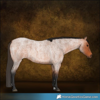 Horse Color:Bay Roan 