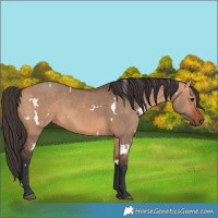 Horse Color:White Spotted Bay Dun 