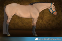 Horse Color:Bay Dun Rabicano 