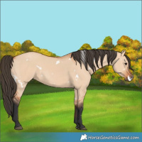 Horse Color:White Spotted Bay Dun 