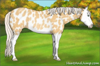 Horse Color:Silver Amber Cream Champagne Splash Near Leopard Rabicano 
