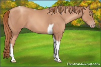 Horse Color:Gold Champagne Tobiano