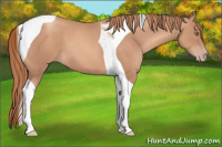 Horse Color:Gold Champagne Tobiano 