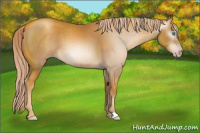 Horse Color:Gray Gold Cream Champagne 