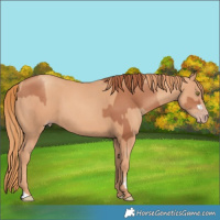 Horse Color:Gold Champagne  and Gold Champagne 