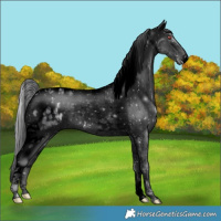 Horse Color:Void Silver Black Chinchilla Tobiano Appaloosa Rabicano 