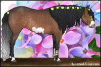 Horse Color:Bay Frame Rabicano