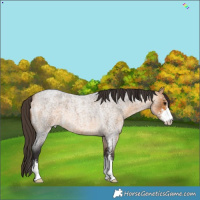 Horse Color:Buckskin Roan Sabino 