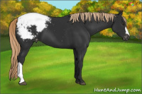 Horse Color:Liver Chestnut Appaloosa