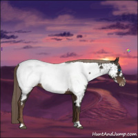 Horse Color:Liver Chestnut Frame Appaloosa 