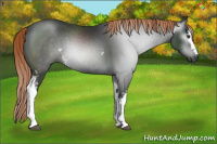Horse Color:Gray White Spotted Liver Chestnut 