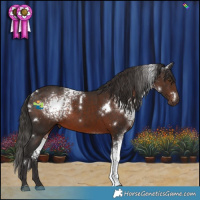 Horse Color:White Spotted Liver Chestnut 