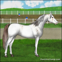 Horse Color:White Spotted Bay Dun Appaloosa Rabicano  and White Spotted Bay Dun Appaloosa Rabicano 