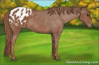Horse Color:Chestnut Appaloosa 