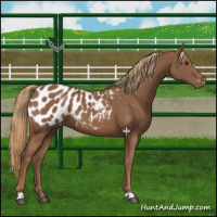 Horse Color:Chestnut Appaloosa 