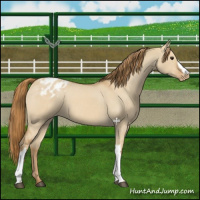 Horse Color:Red Dun Appaloosa 