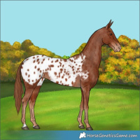 Horse Color:Chestnut Appaloosa 
