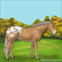 Horse Color:Palomino Appaloosa 
