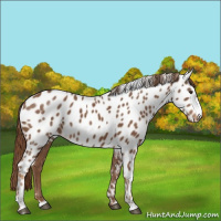 Horse Color:Chestnut Appaloosa 