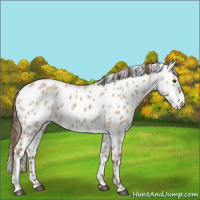 Horse Color:Red Dun Appaloosa 