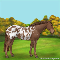 Horse Color:Chestnut Appaloosa 