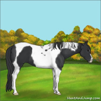 Horse Color:Black Tobiano 