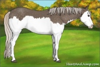 Horse Color:Silver Black Splash