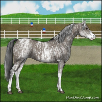 Horse Color:White Spotted Grullo Rabicano  and White Spotted Grullo Tobiano Rabicano 