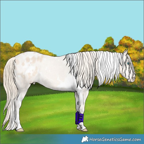 Horse Color:White Spotted Perlino Blanket 