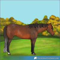 Horse Color:Bay Rabicano
