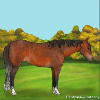Horse Color:Bay  and Bay 