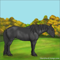Horse Color:Black Rabicano 