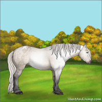 Horse Color:Gray Silver Brown Dun Appaloosa 
