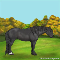 Horse Color:Black 