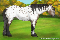 Horse Color:Gray Liver Red Dun Appaloosa Rabicano 