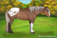 Horse Color:Silver Brown Appaloosa Rabicano 