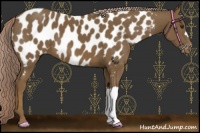 Horse Color:Chocolate Palomino Near Leopard 