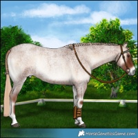 Horse Color:Red Onyx Roan Rabicano 